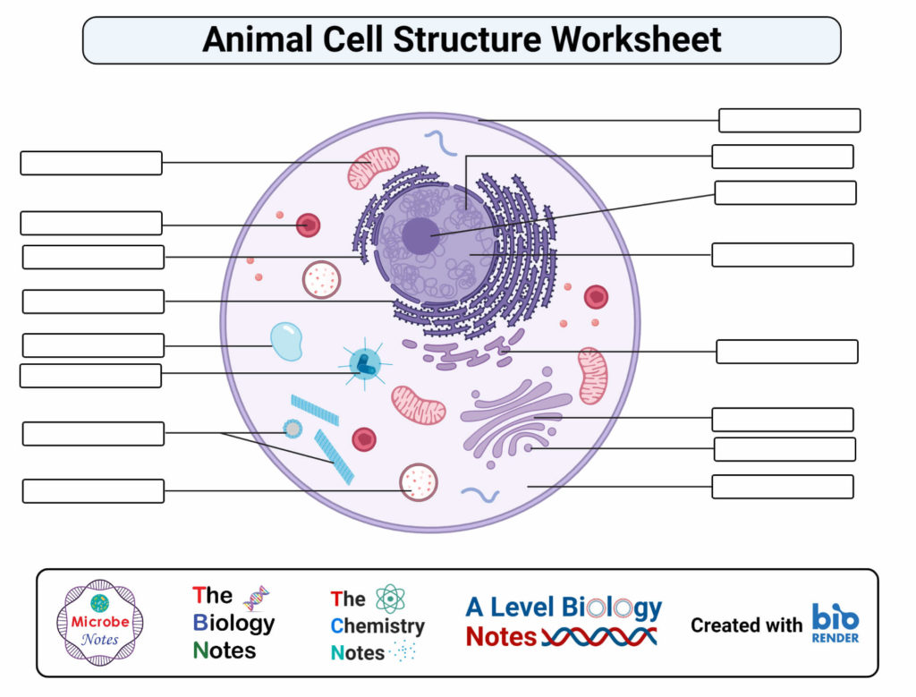 Animal Cell Worksheets Printable