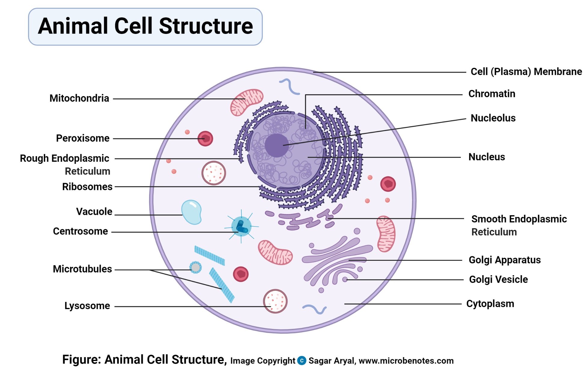 Draw An Animal Cell And Label Its Major Parts And Organelles Present Brainly