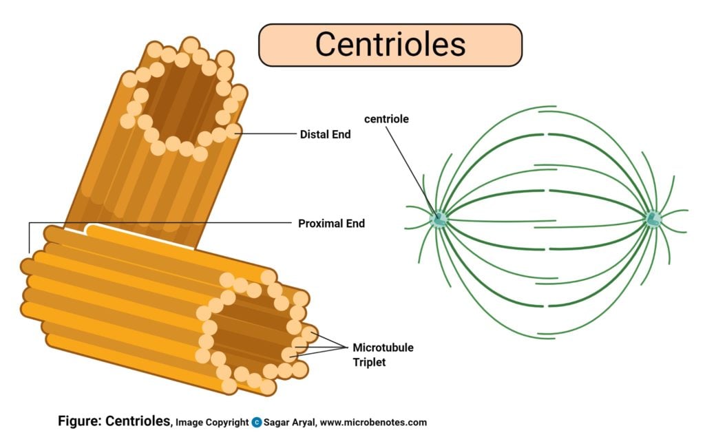 Centrioles Diagram