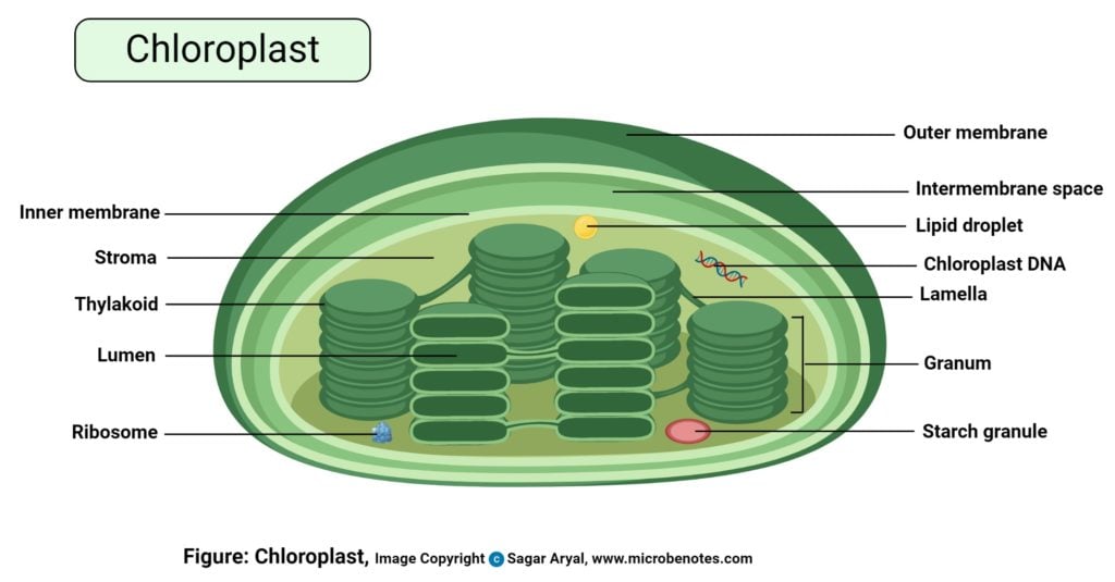 Plant cell- definition, labeled diagram, structure, parts ...