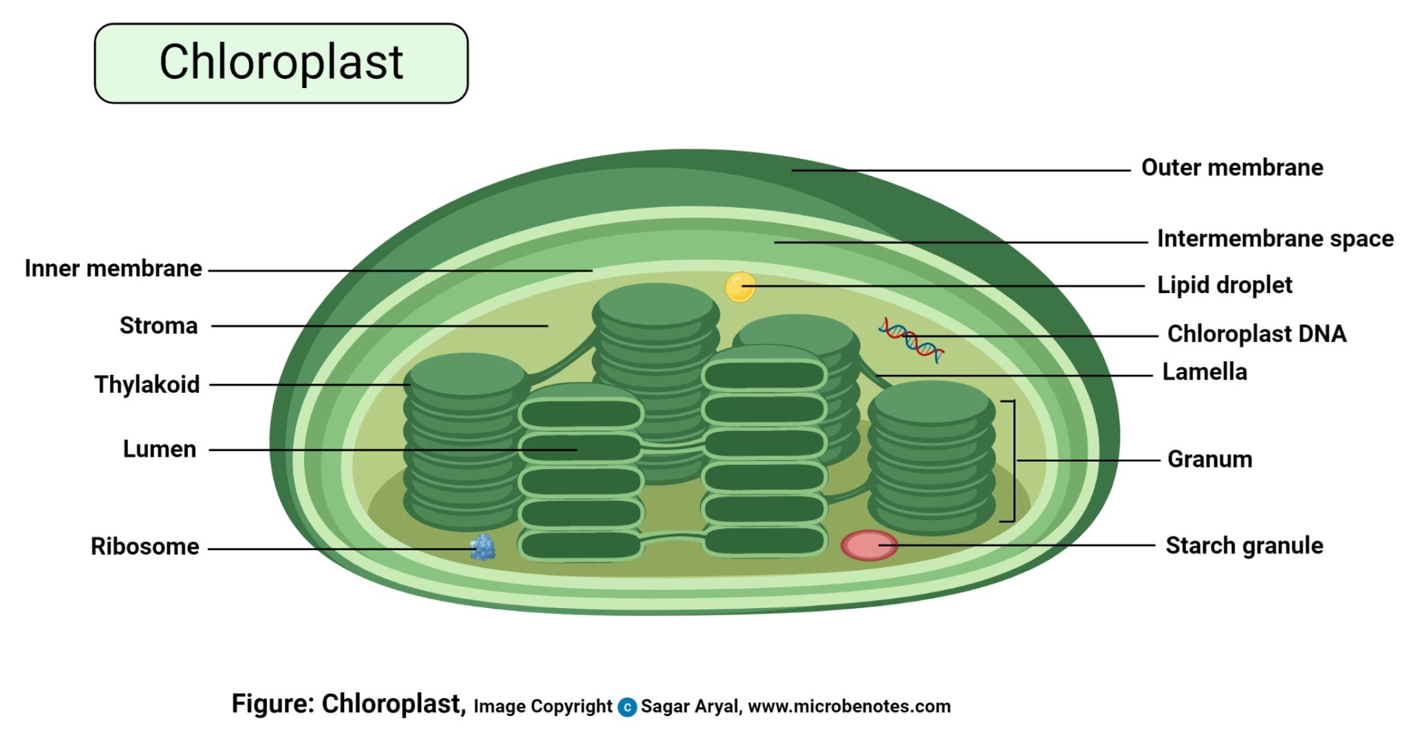 Plant Cell Structure, Parts, Functions, Labeled Diagram