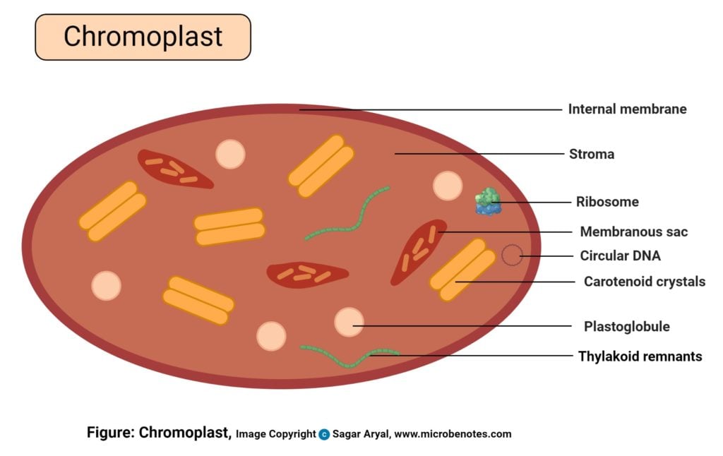 Chromoplast diagram