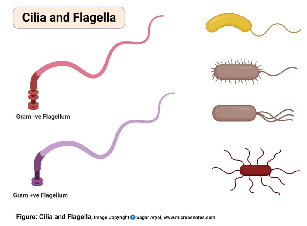 Cilia and Flagella Diagram
