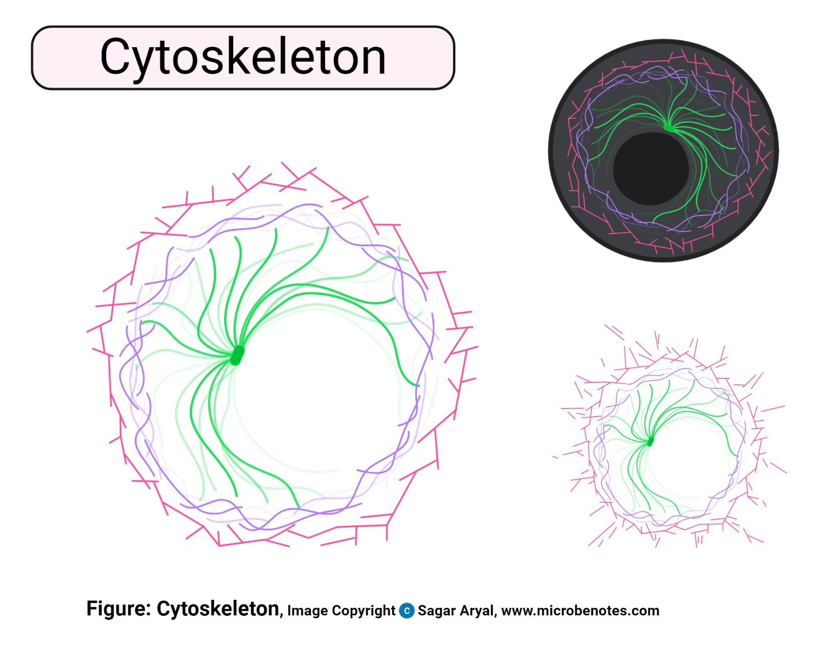 Cytoskeleton Diagram