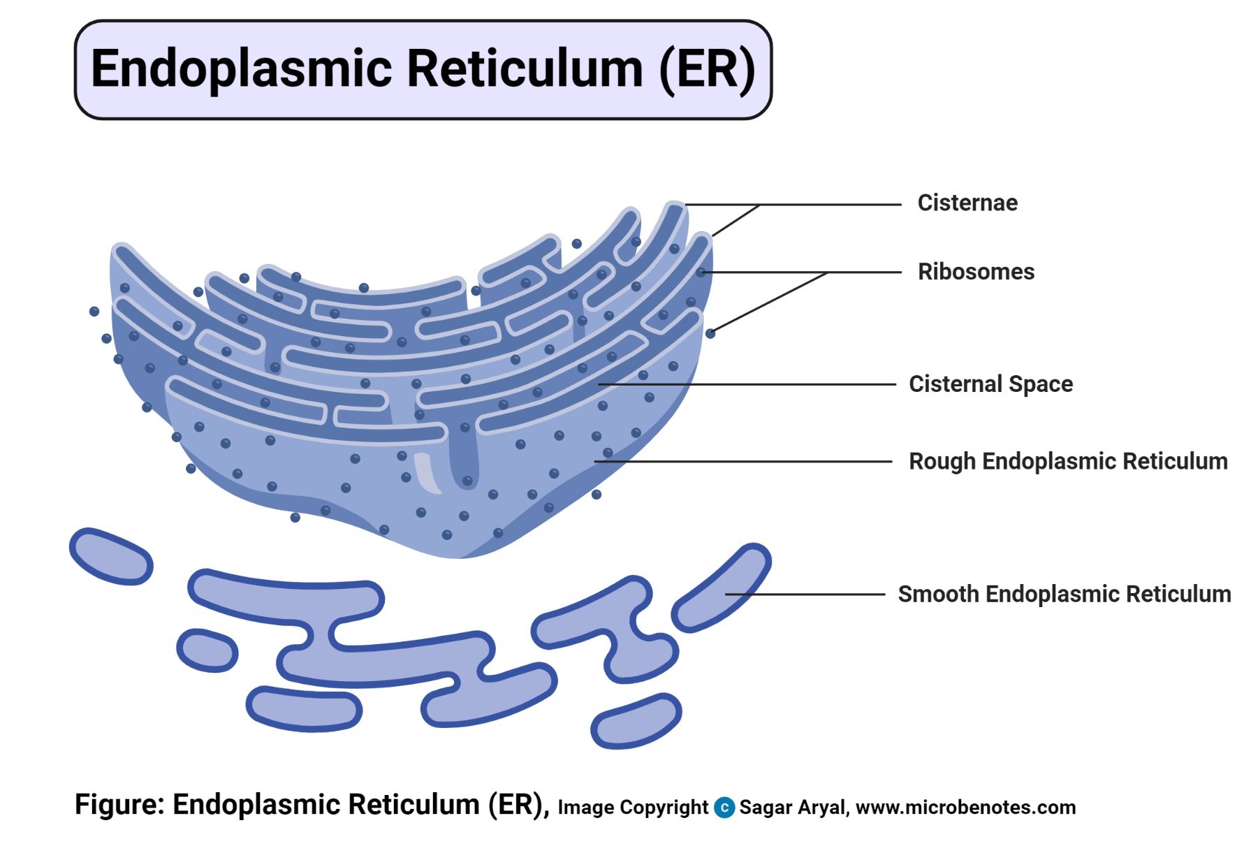 Endoplasmic Reticulum (ER) Diagram
