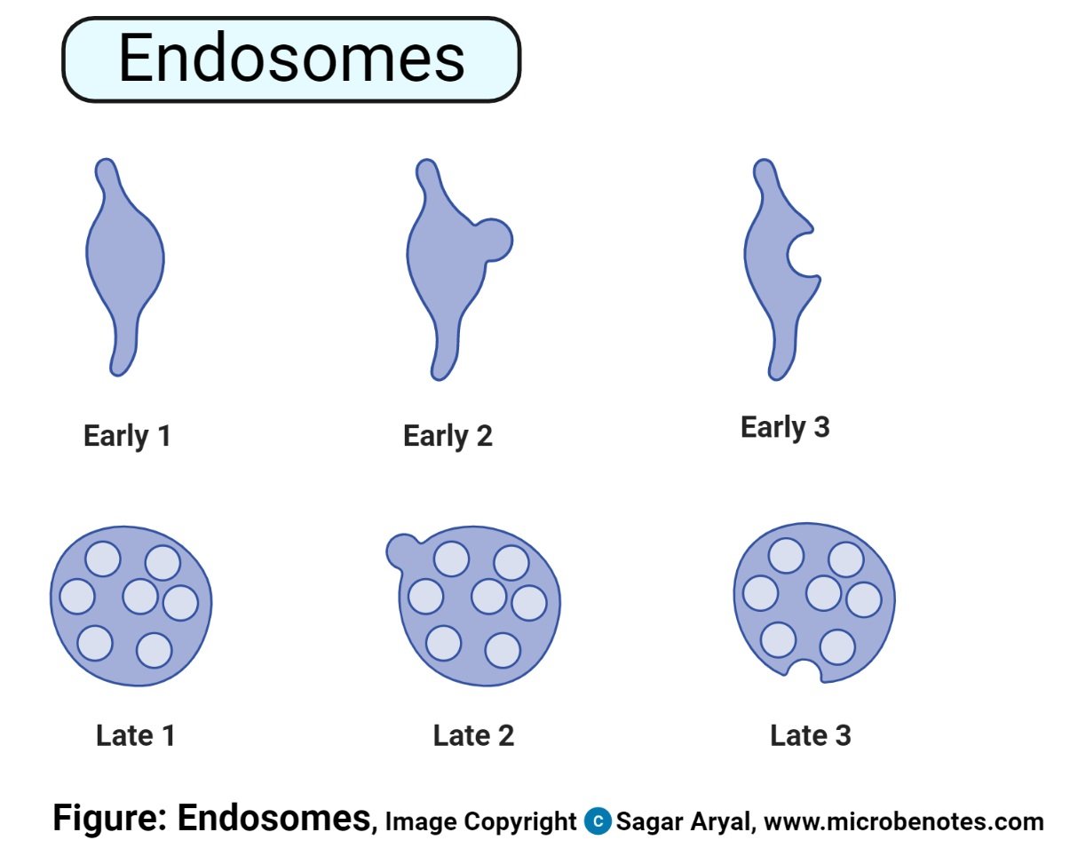 Endosome Diagram