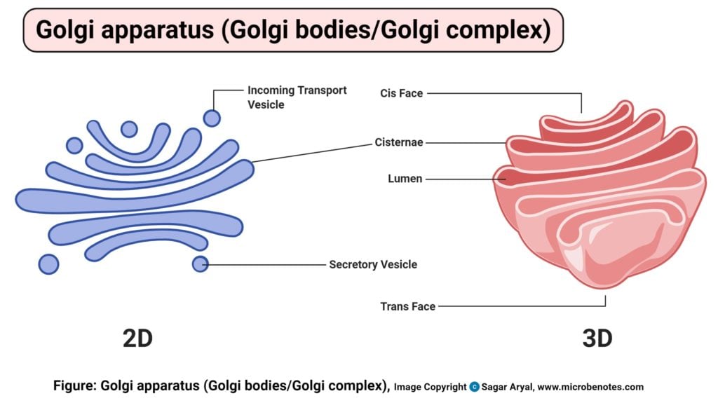 Golgi apparatus (Golgi bodies or Golgi complex) Diagram