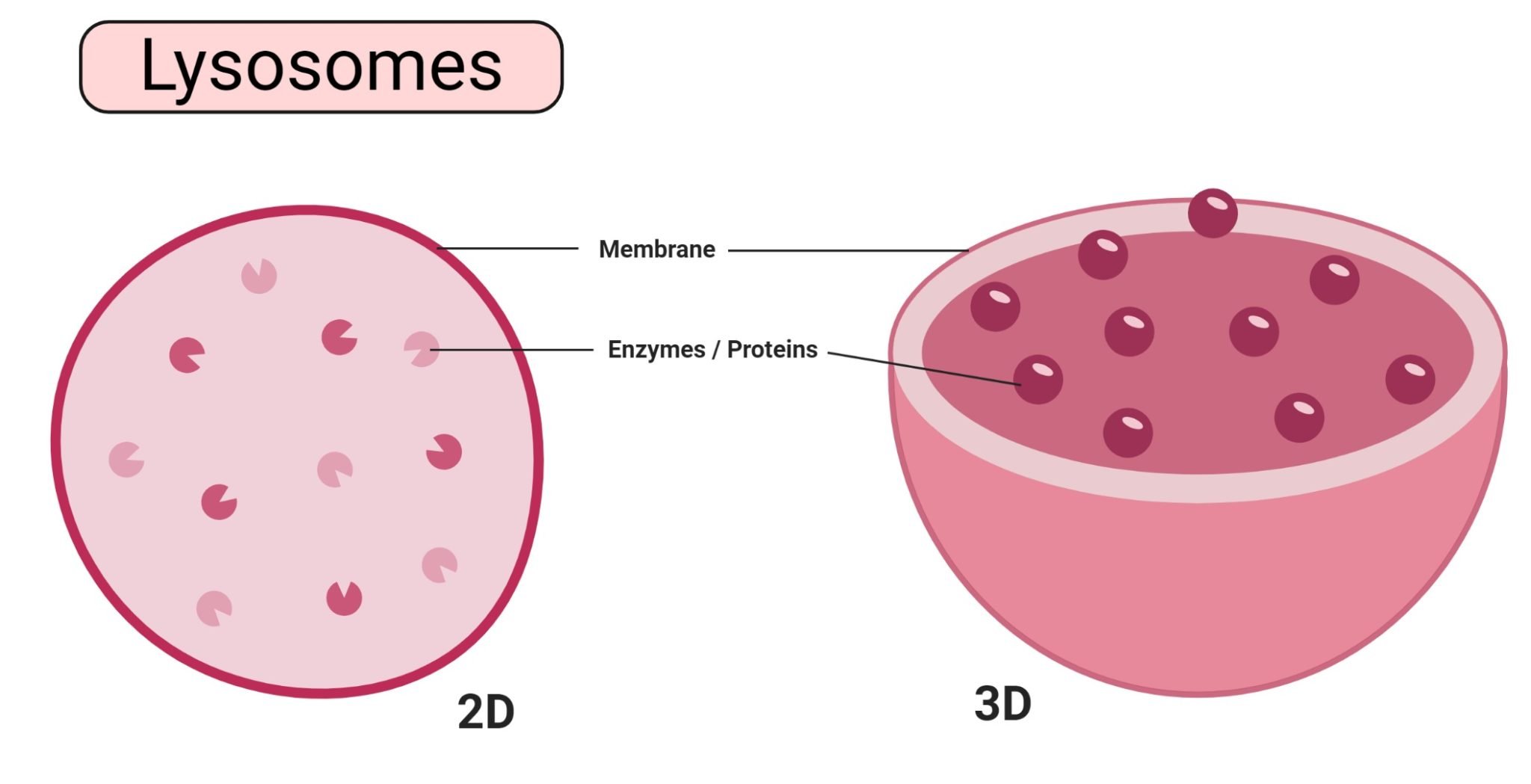 Lysosomes Construction, Capabilities, Diagram sciencesavers