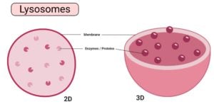 Lysosomes Diagram