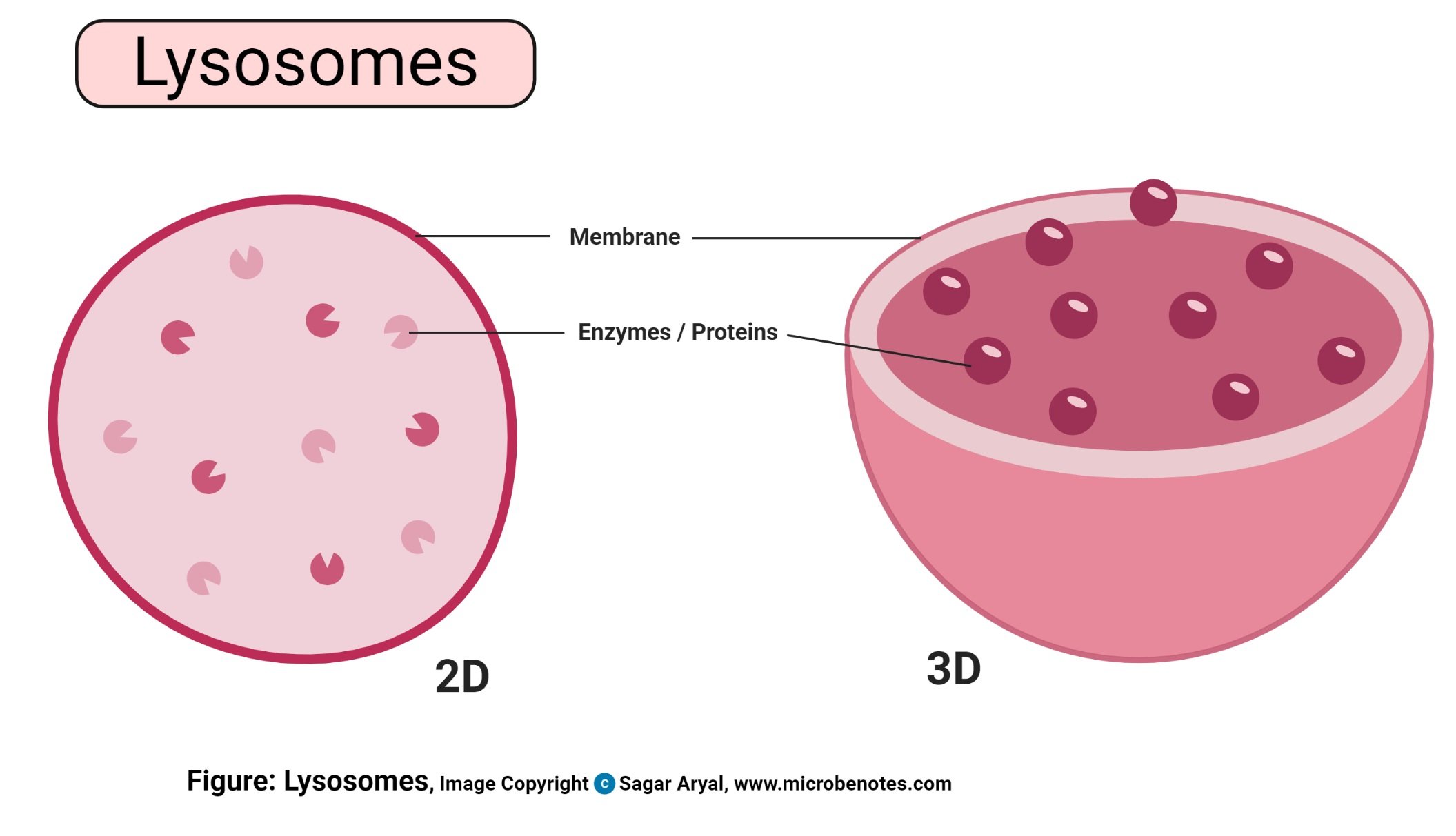 Lysosomes Diagram