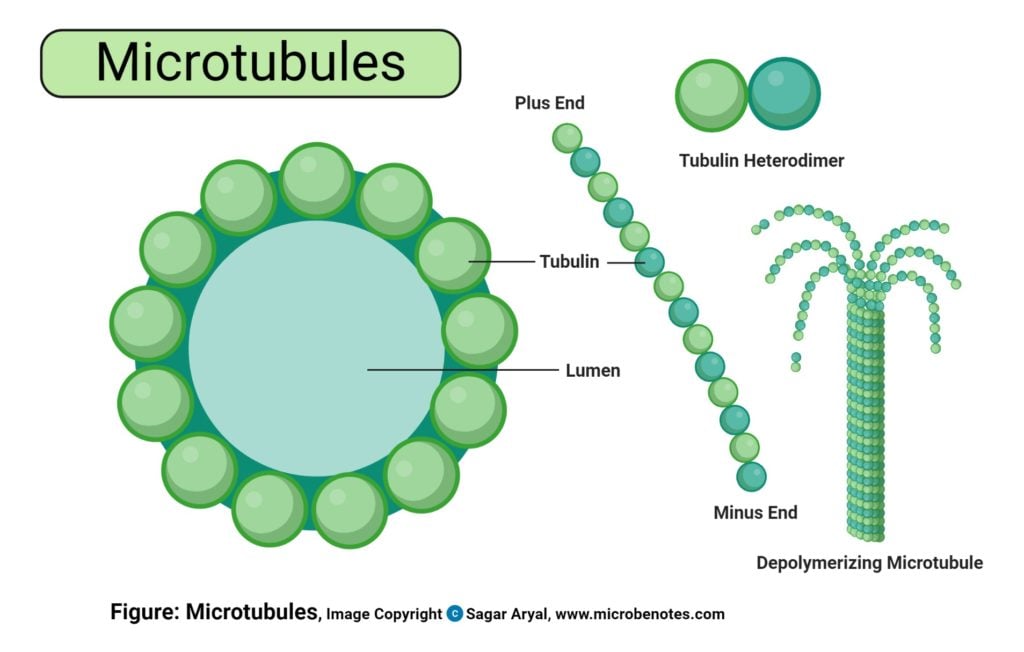 Microtubules Diagram