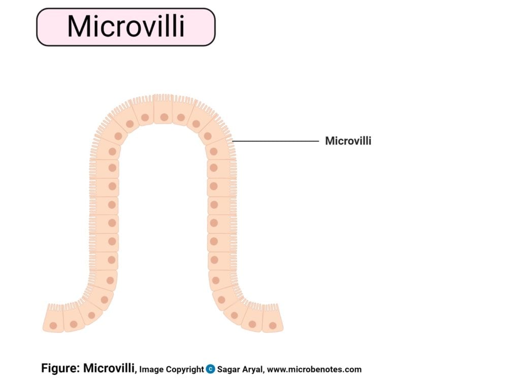 Microvilli Diagram