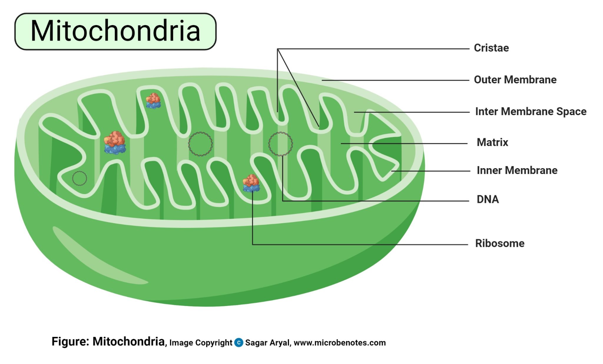 Mitochondria Function In Eukaryotic Cells