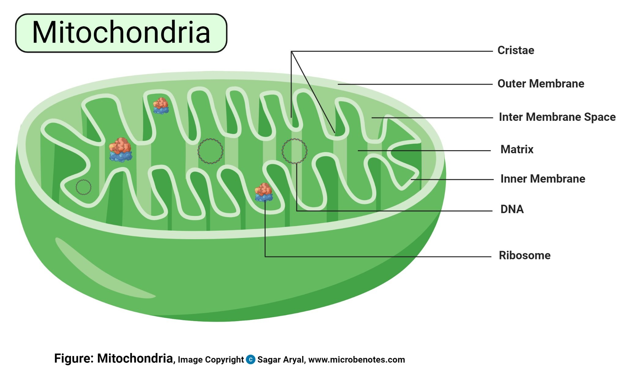Mitochondria Diagram
