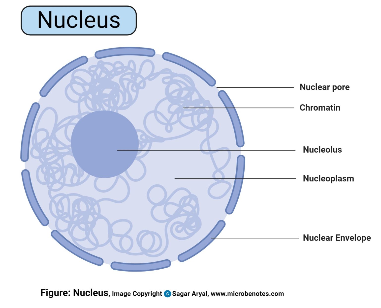 Nucleus Definition, Structure, Parts, Functions, Diagram