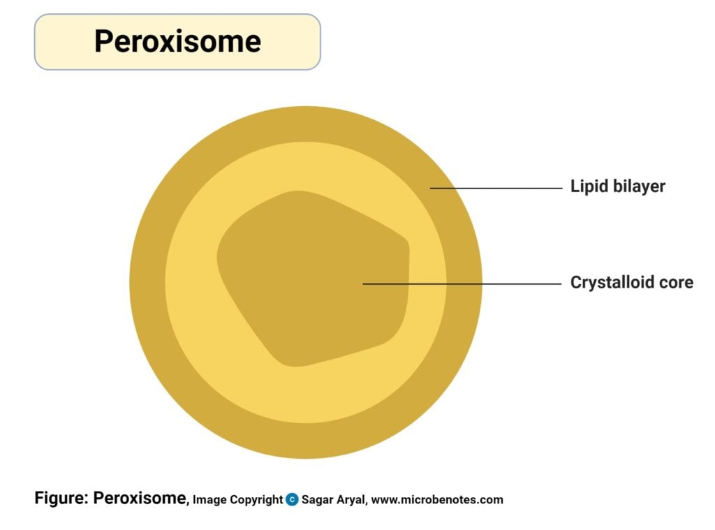 Peroxisomes Diagram