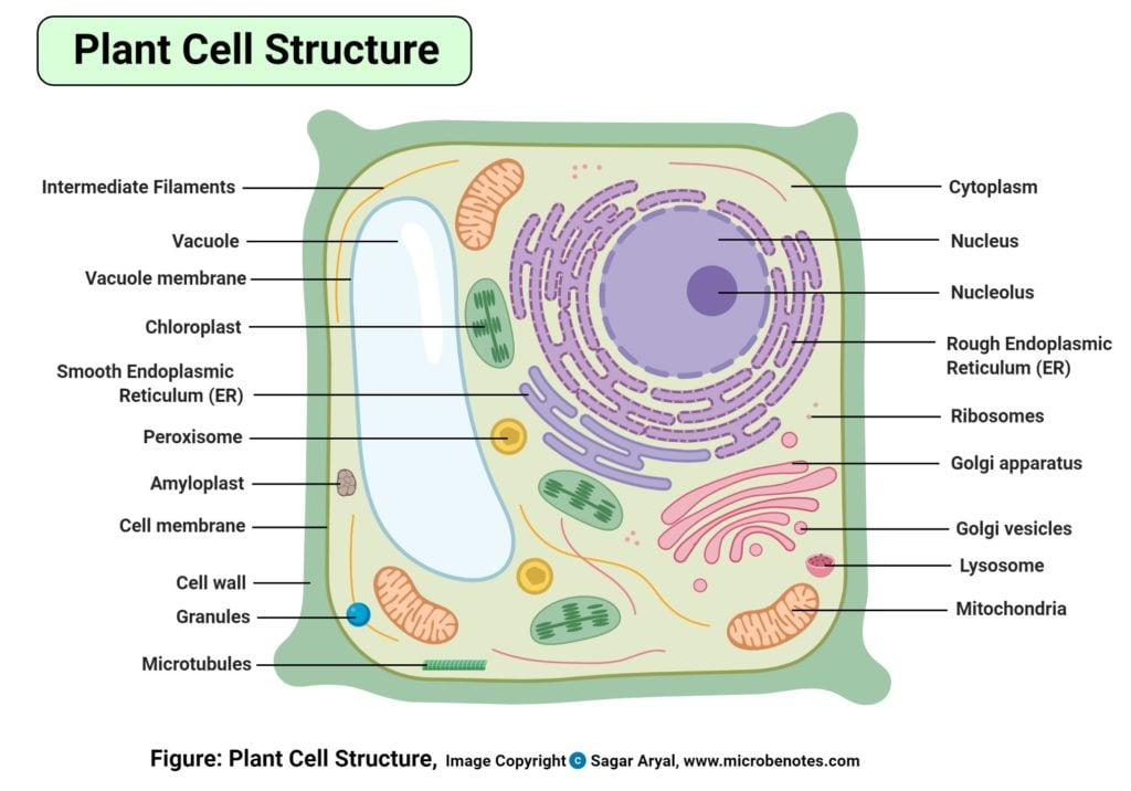 Schematic Diagram Of Typical Plant Cell