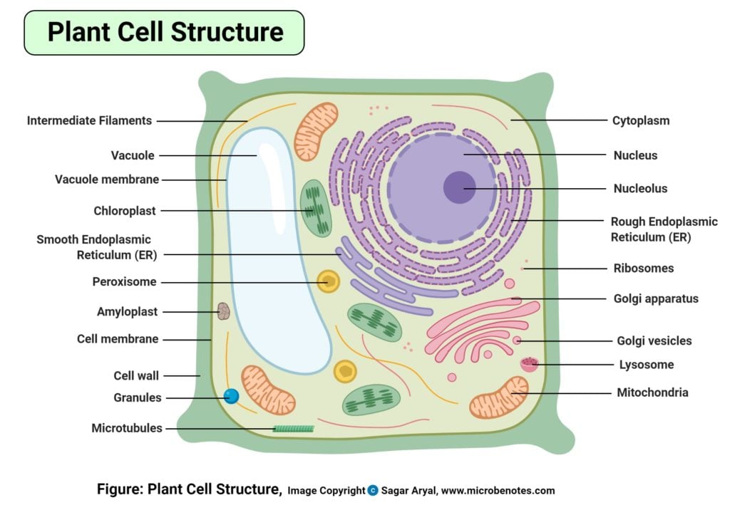 plant cell and animal cell structure and function