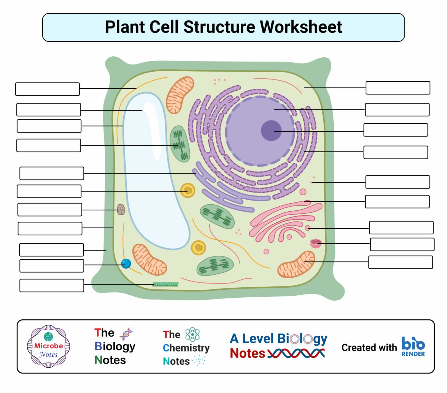 Plant Cell Structure, Parts, Functions, Labeled Diagram