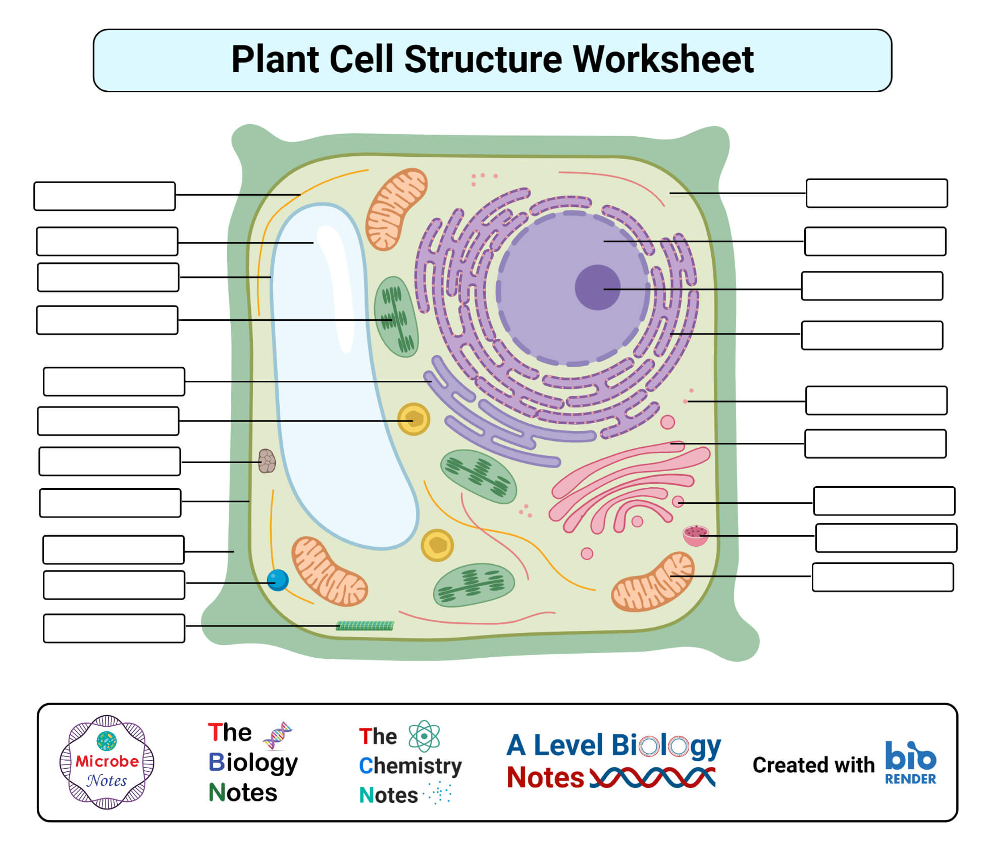 Plant cell- definition, labeled diagram, structure, parts, organelles