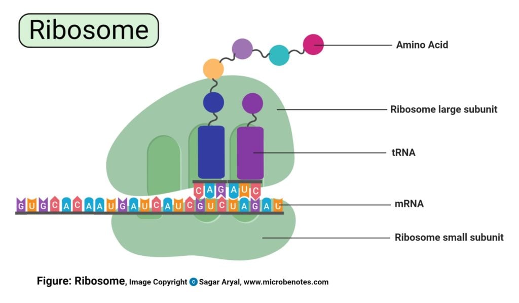 Ribosomes Diagram