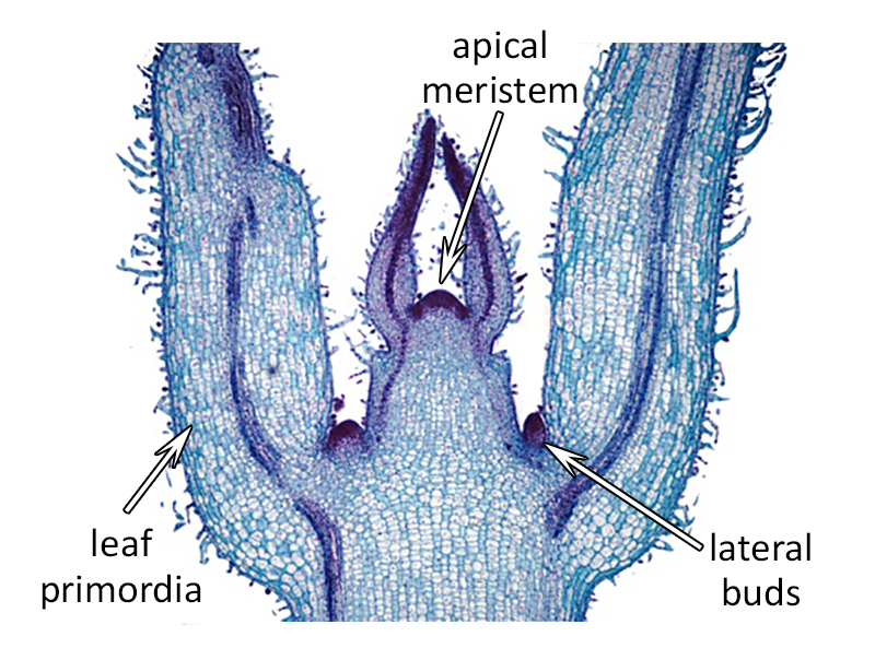 Меристема почки. Apical Meristem. Апикальная меристема. Меристема микрофотография. Меристема под микроскопом.