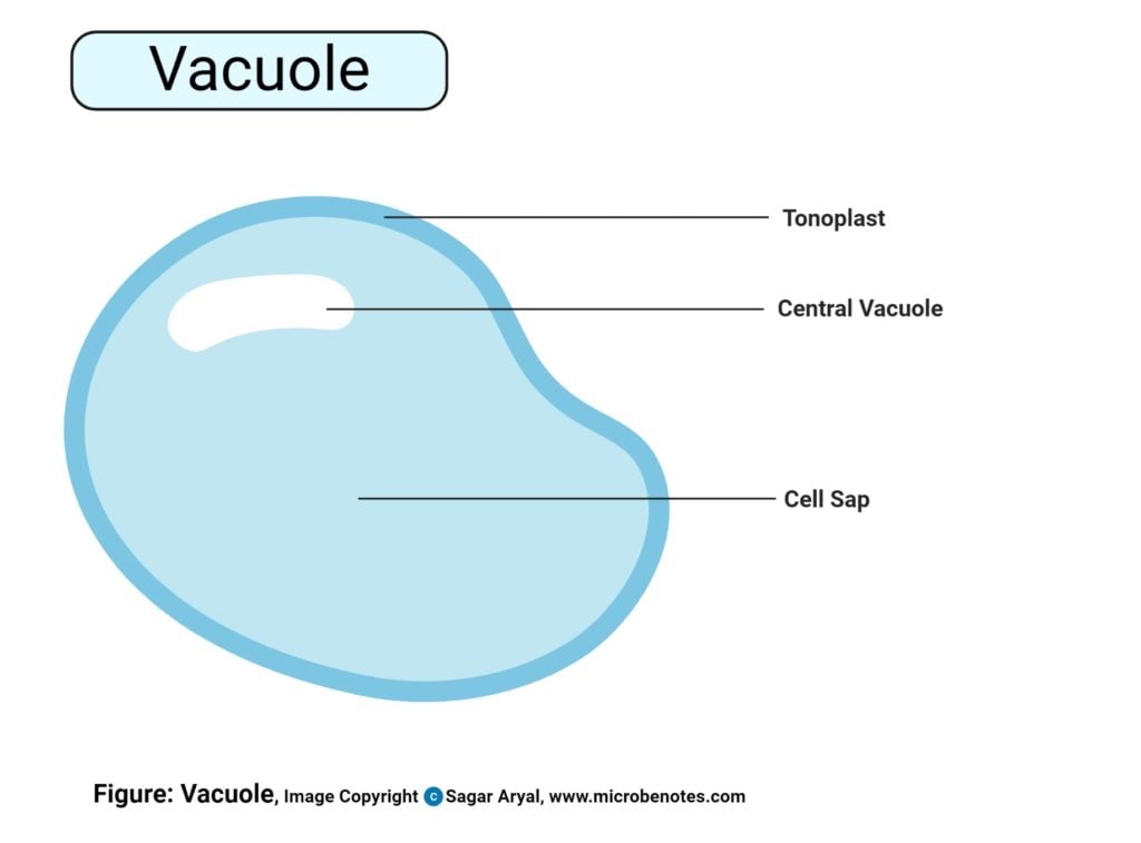 Vacuoles Diagram