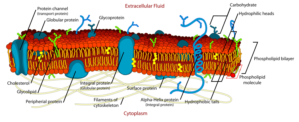 cell (plasma) membrane diagram