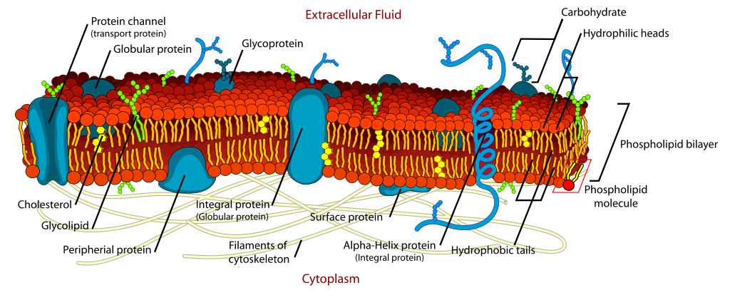 plant cell diagram for kids no labels