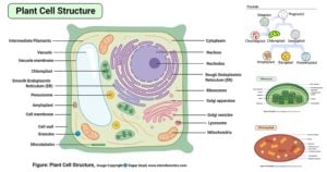 plant cell labeled diagram