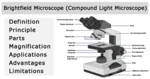 Brightfield Microscope