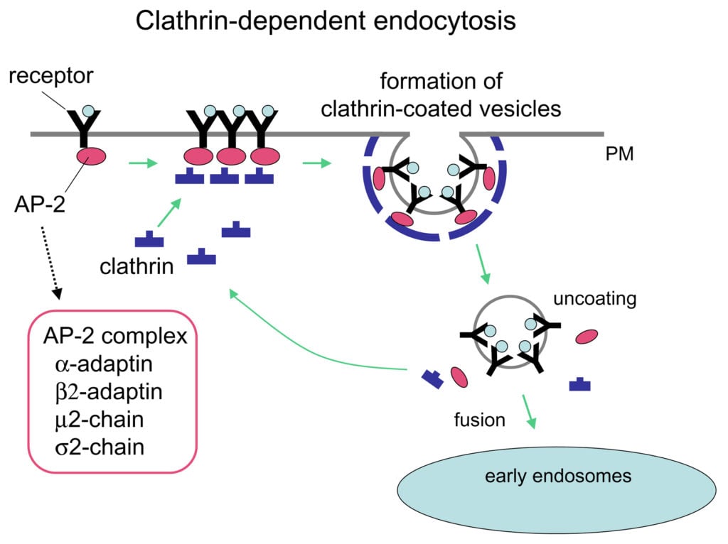 Clathrin Mediated Endocytosis
