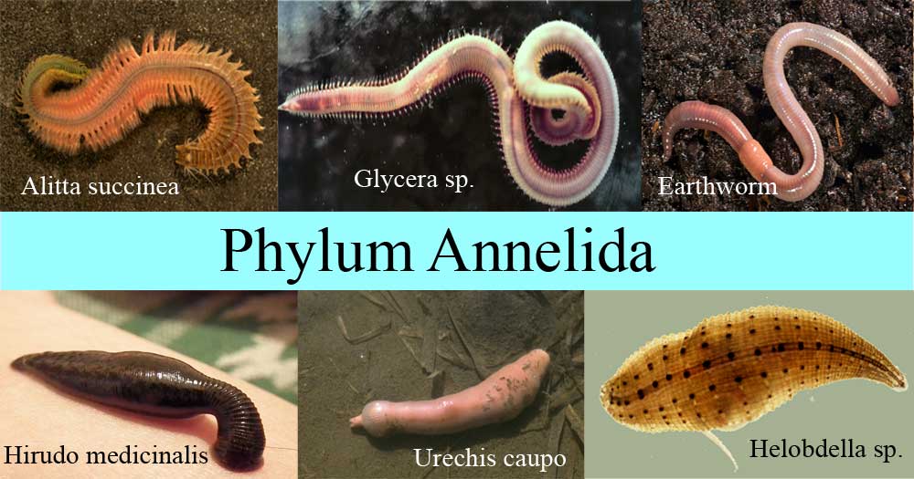 platyhelminthes nematode și annelida recenzii despre medicamentul viermilor