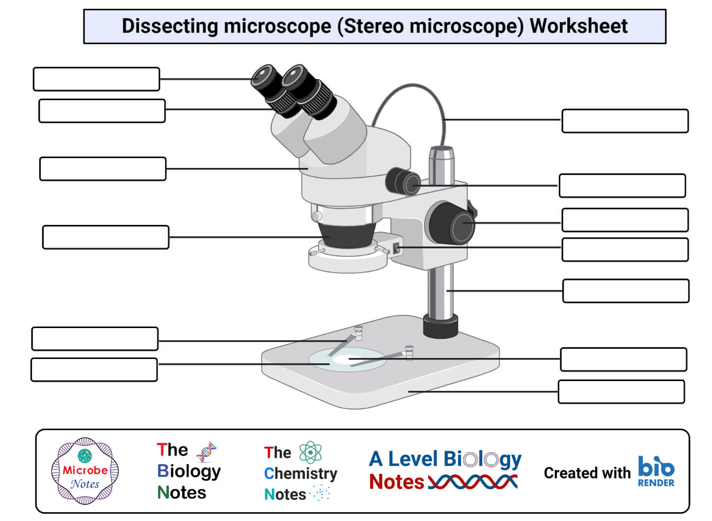 Dissecting microscope (Stereo microscope) Worksheet