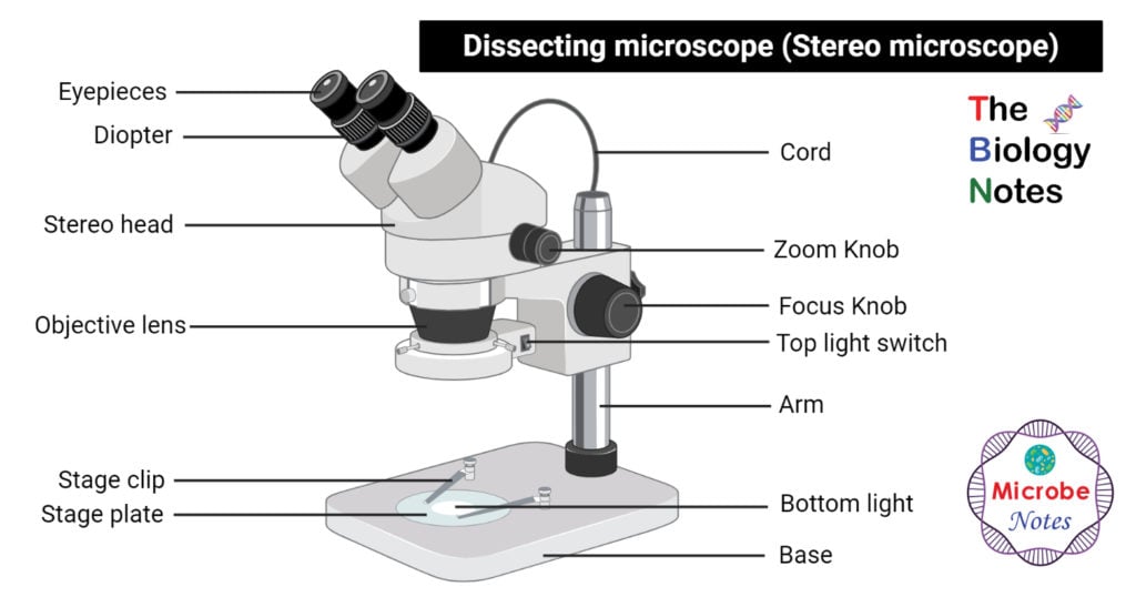 Labeled Dissecting microscope (Stereo or stereoscopic microscope)