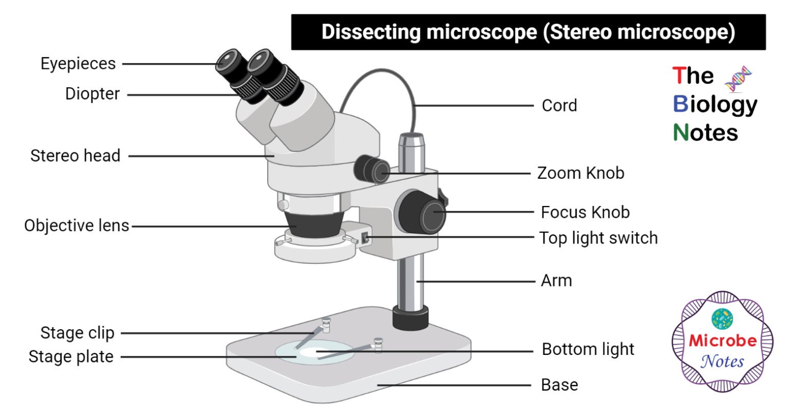 Dissecting Microscope Stereo Or Stereoscopic Microscope- Definition Principle Parts