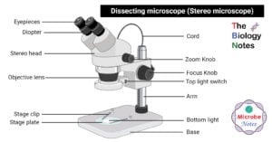 Labeled Dissecting microscope (Stereo or stereoscopic microscope)