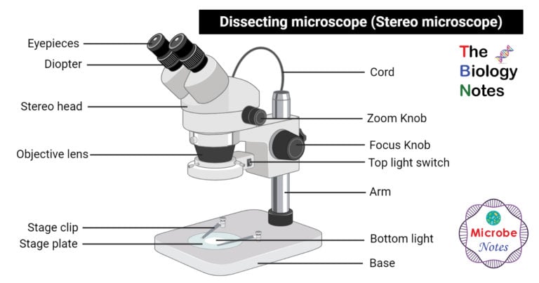 Dissecting microscope (Stereo or stereoscopic microscope)- Definition ...
