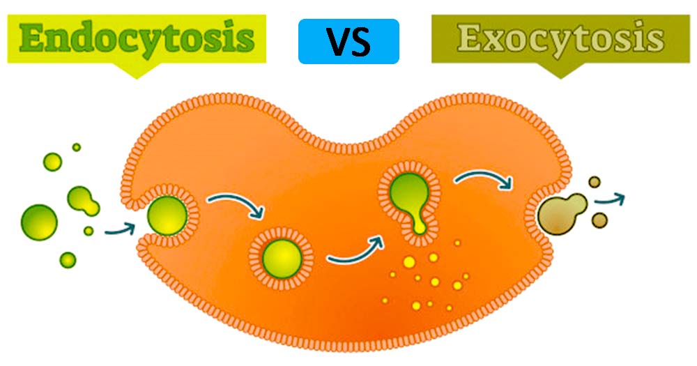 Endocytosis and Exocytosis (Endocytosis vs Exocytosis)