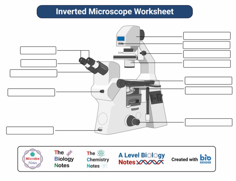laboratory-3-worksheet-microscope-answer-key-ecoced