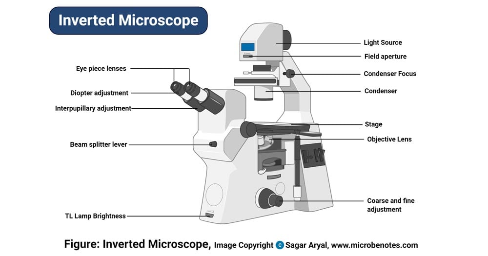 Inverted Microscope Inverted Microscope Principle Inv - vrogue.co