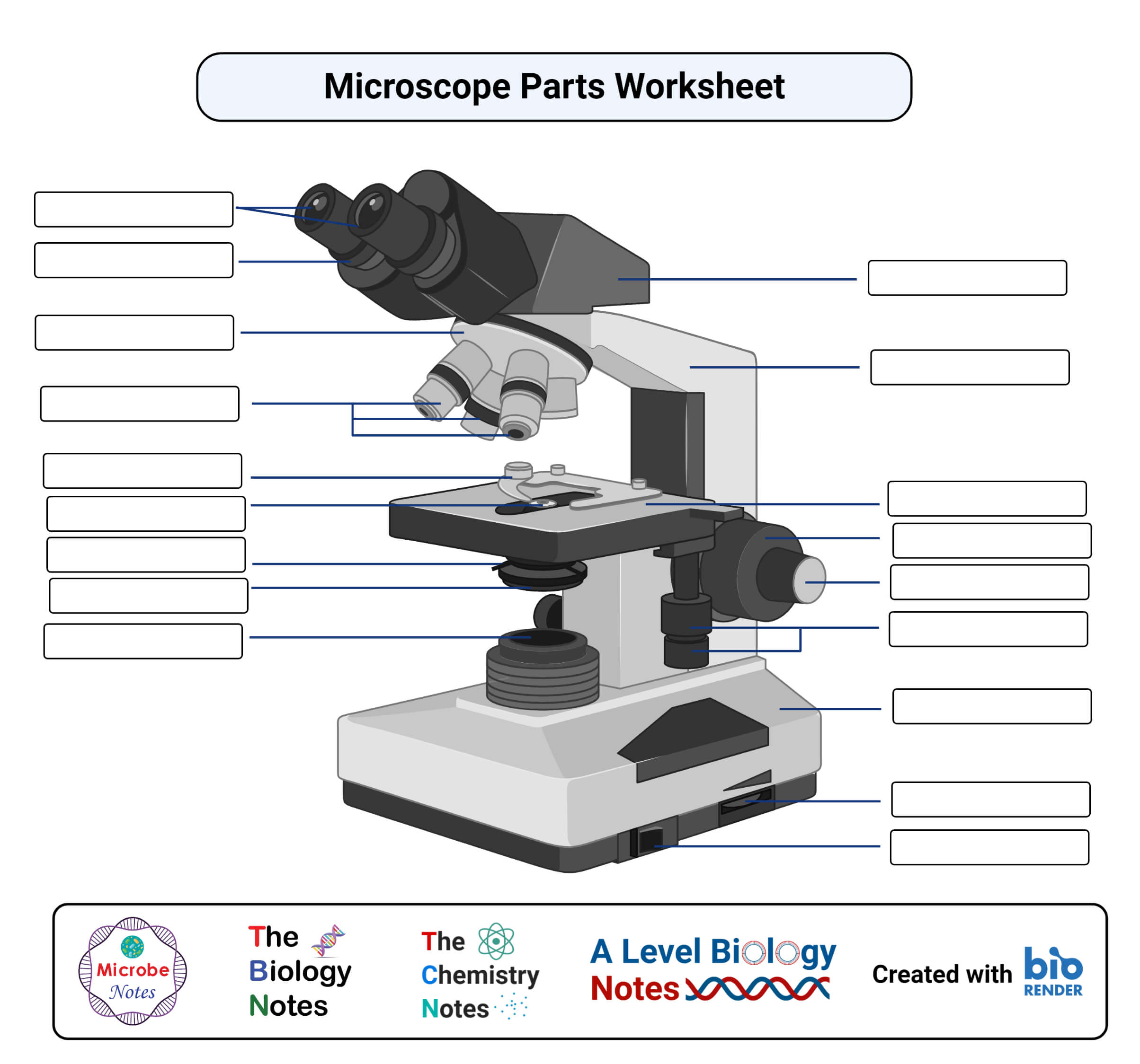 Light Microscope Worksheet