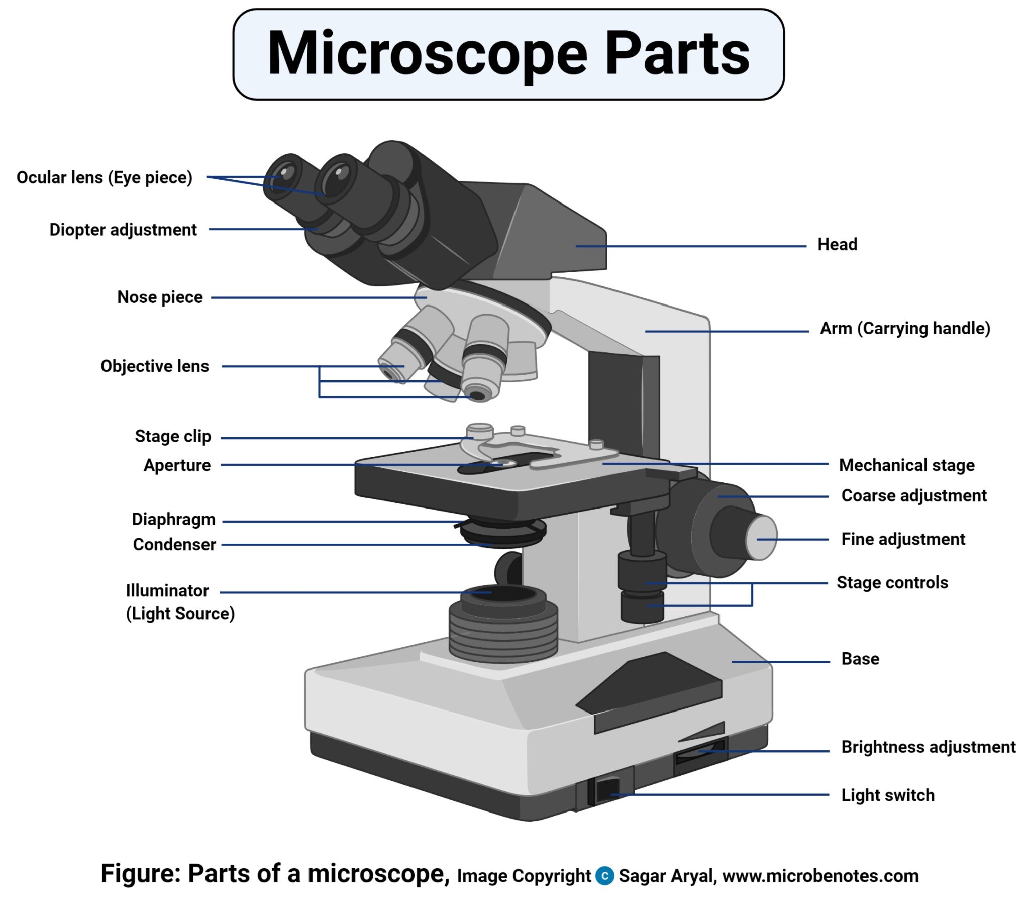 Parts of a microscope with functions and labeled diagram