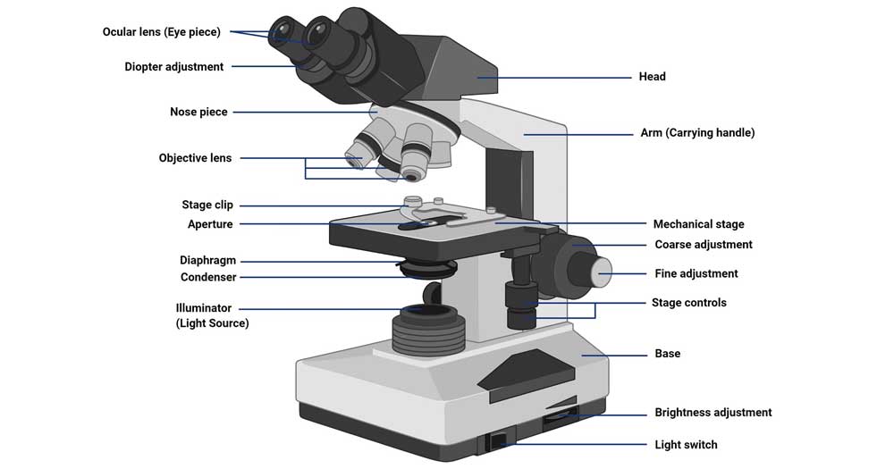 Parts of a microscope with functions and labeled diagram