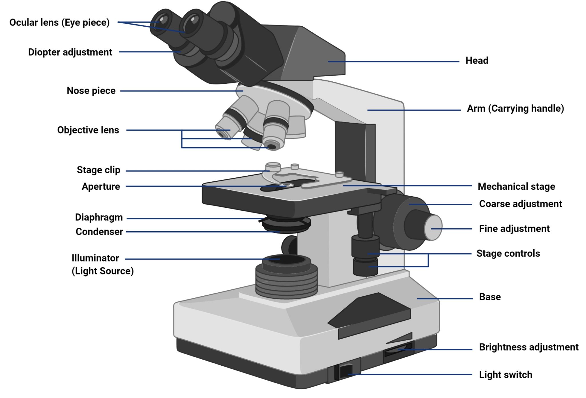 Compound Light Microscope Labeled Diagram