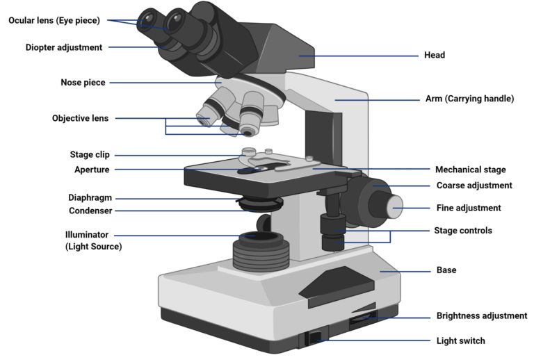 Brightfield Microscope (Compound Light Microscope)- Definition ...