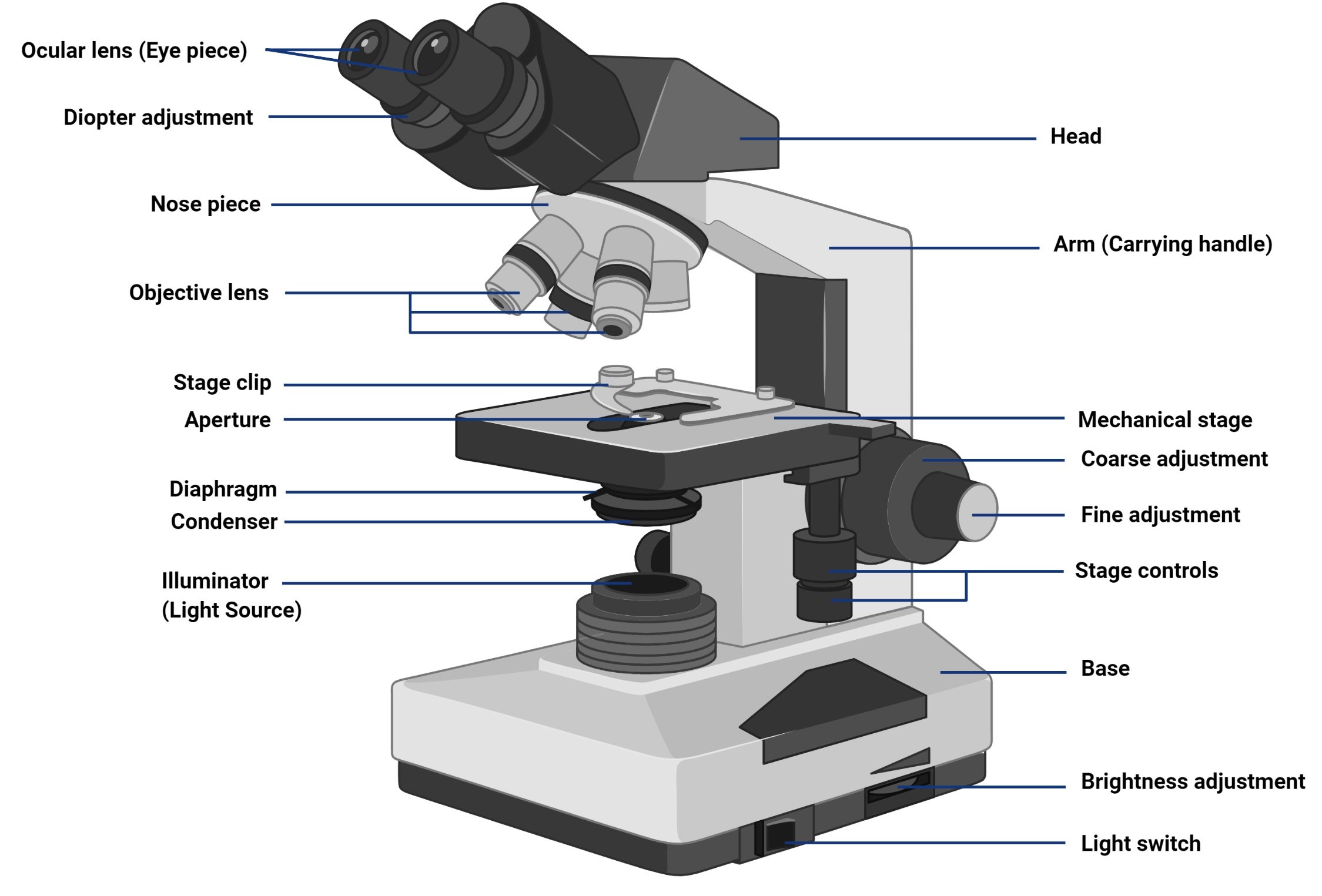 Brightfield Microscope (Compound Light Microscope)