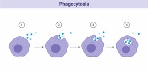 Phagocytosis Phagocytosis