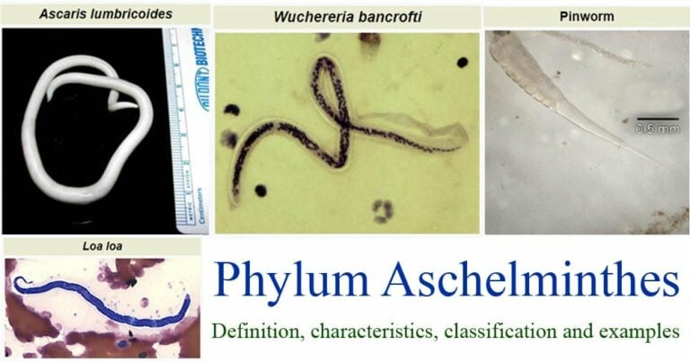 Phylum Aschelminthes- characteristics, classification, examples