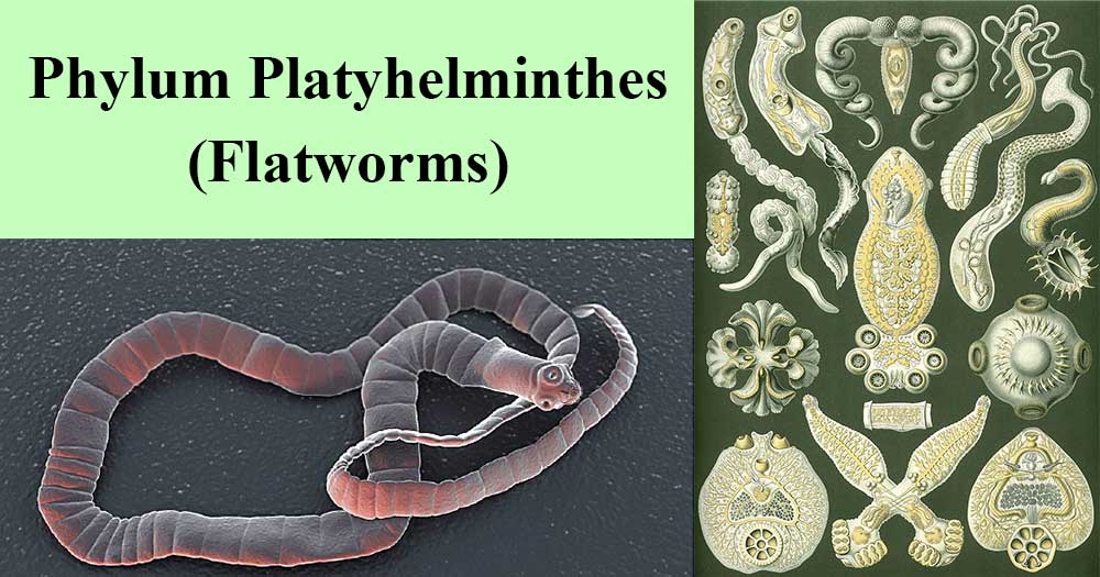 biologie phylum platyhelminthes